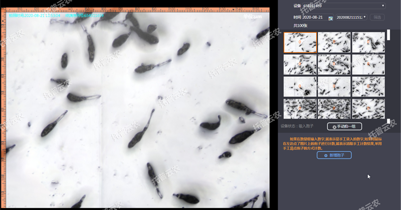 定時(shí)清晰拍攝孢子圖片 定時(shí)清晰拍攝孢子圖片