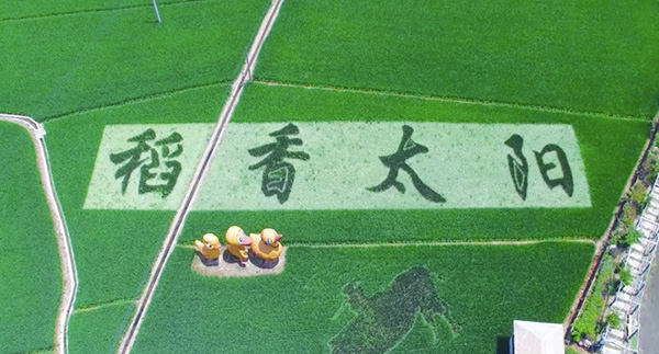 浙江臨安高標(biāo)準(zhǔn)農(nóng)田 浙江臨安高標(biāo)準(zhǔn)農(nóng)田